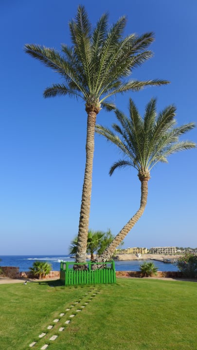 Gartenanlage Steigenberger Coraya Beach - Adults only