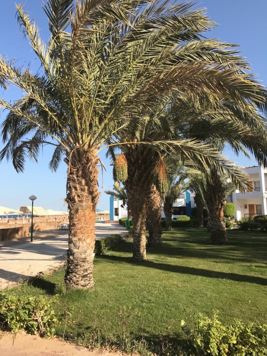 Gartenanlage Menaville Safaga