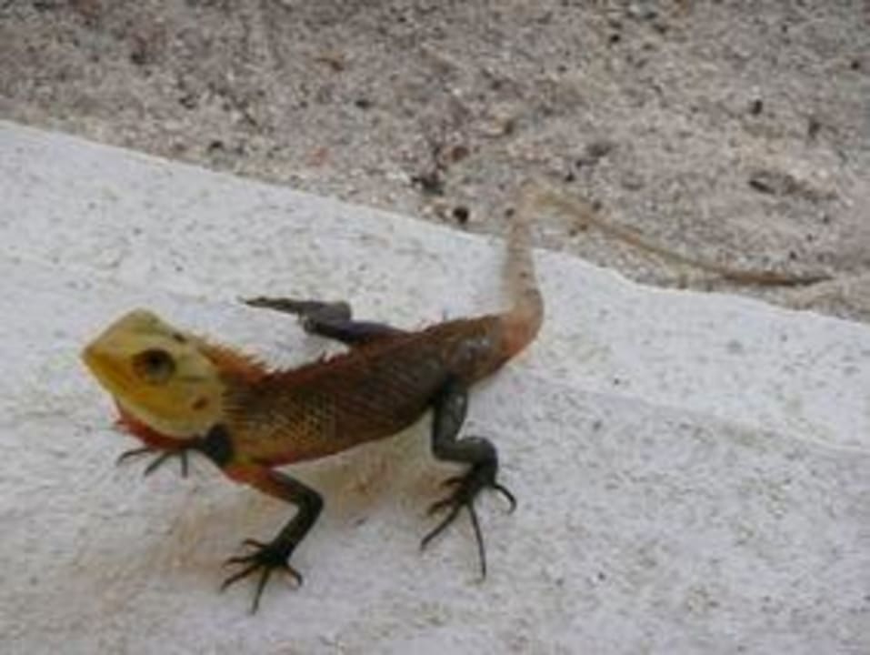 Inselbewohner Meeru Maldives Resort Island