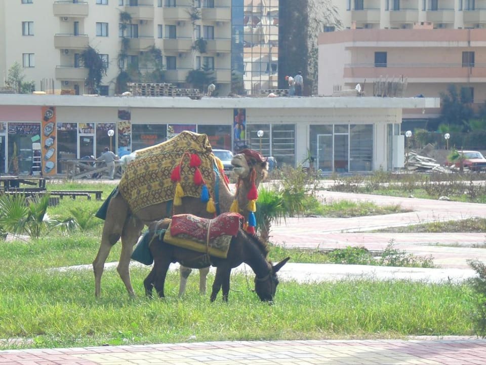 Kamel und Esel vor dem Hotel Solivia Hotel