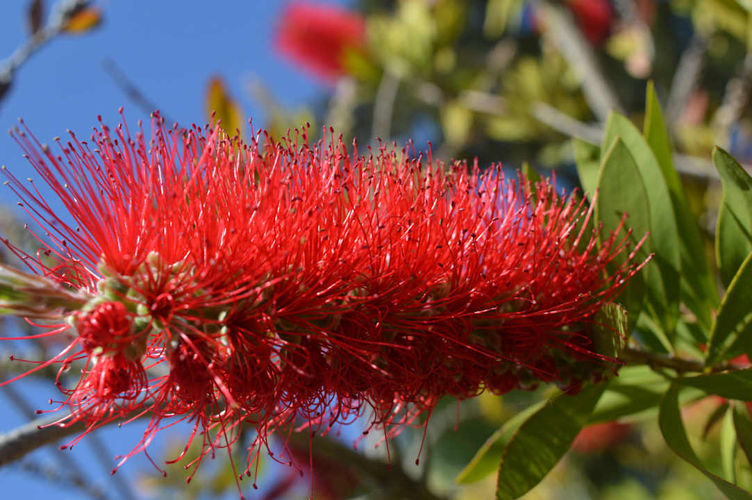 Piękne kwiaty Sandy Beach Resort