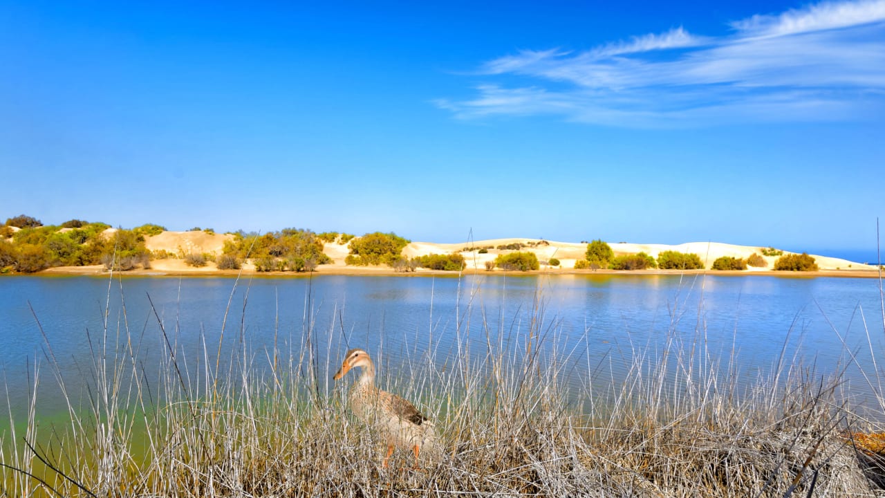 AUSSICHT-5 Cocoteros Apartments