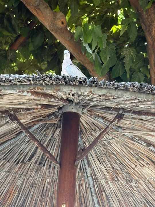 Gastro Corissia Beach Hotel