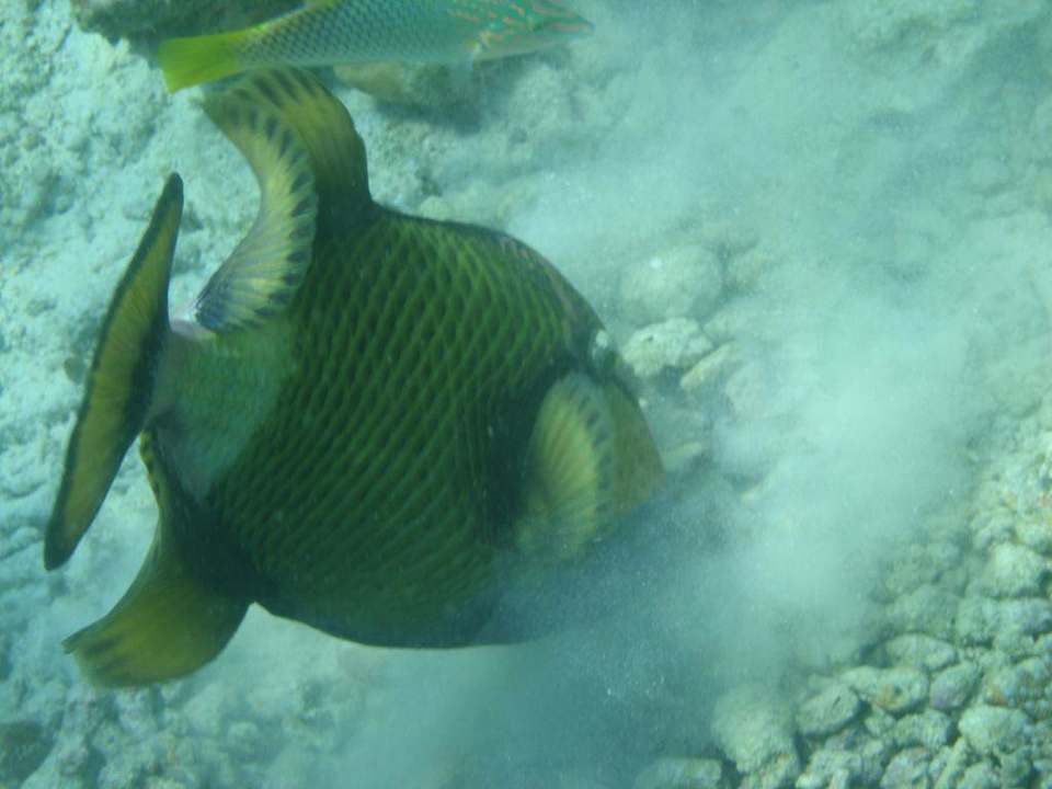 Riesendrücker Diamonds Thudufushi