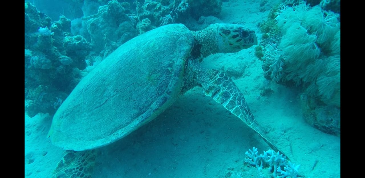 Strand Cleopatra Luxury Resort Makadi Bay