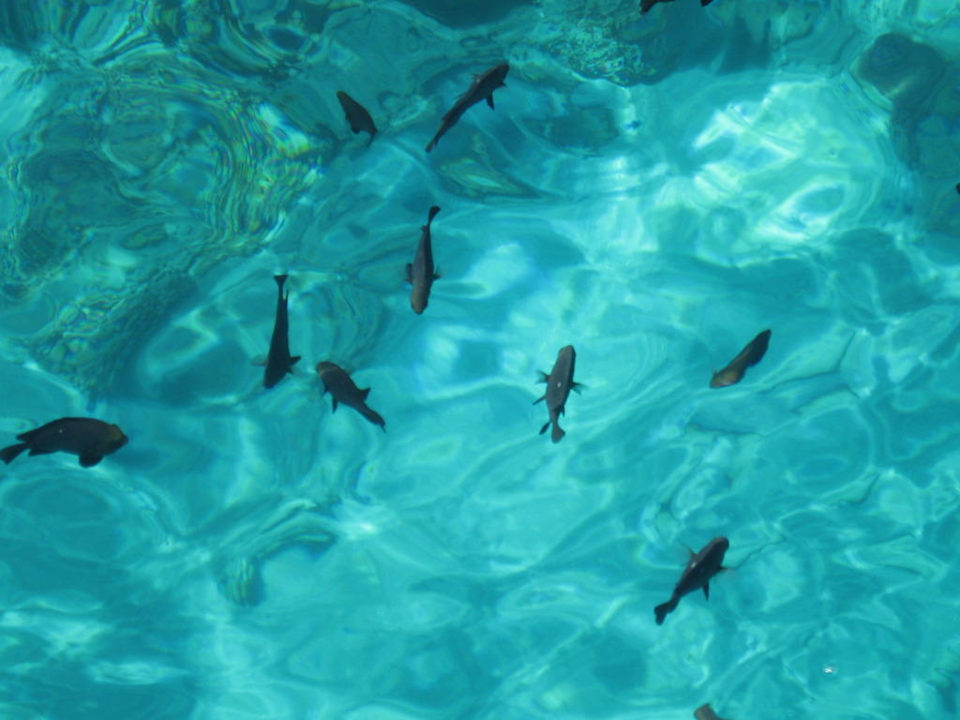 Fische Titanic Beach Spa & Aqua Park