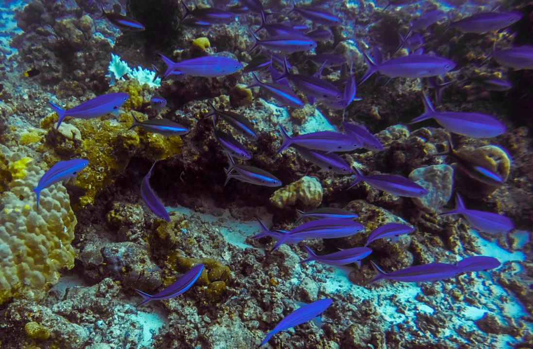 Tauchen Kuredu Island Resort & Spa