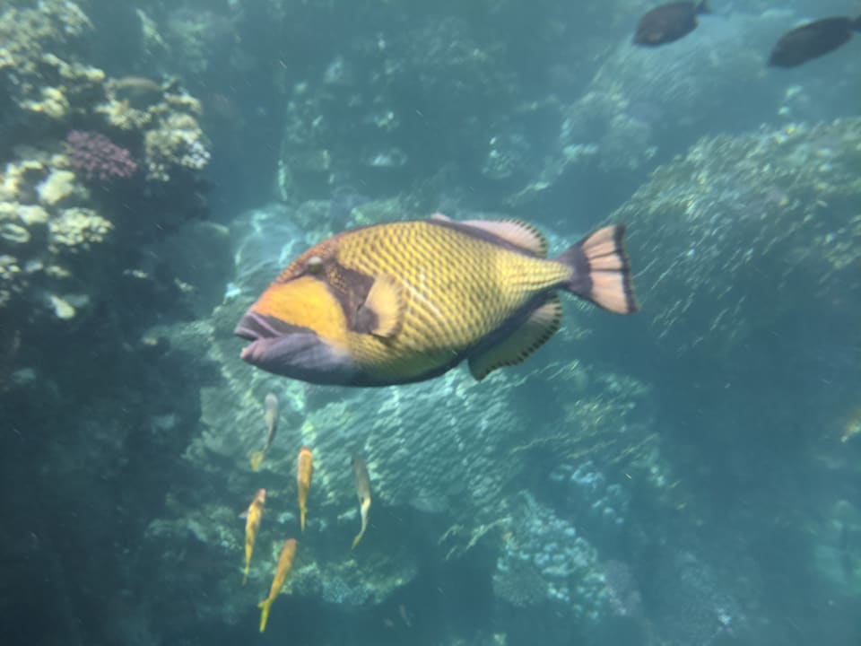 Sport & Freizeit Brayka Bay Resort