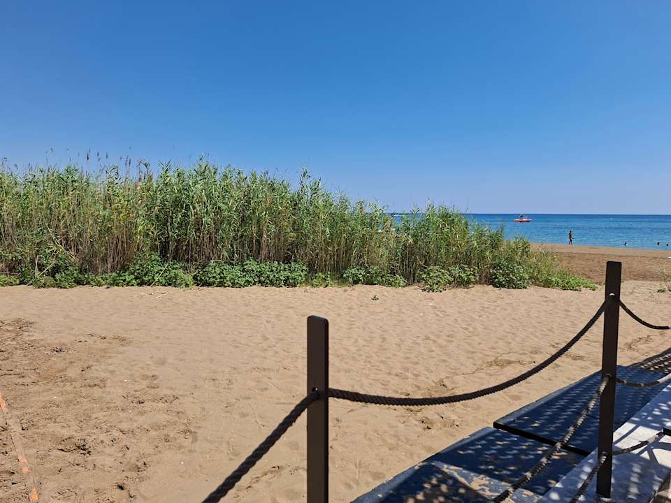 Strand Seashell Vega