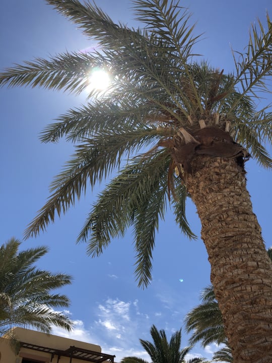 Gartenanlage Steigenberger Coraya Beach - Adults only