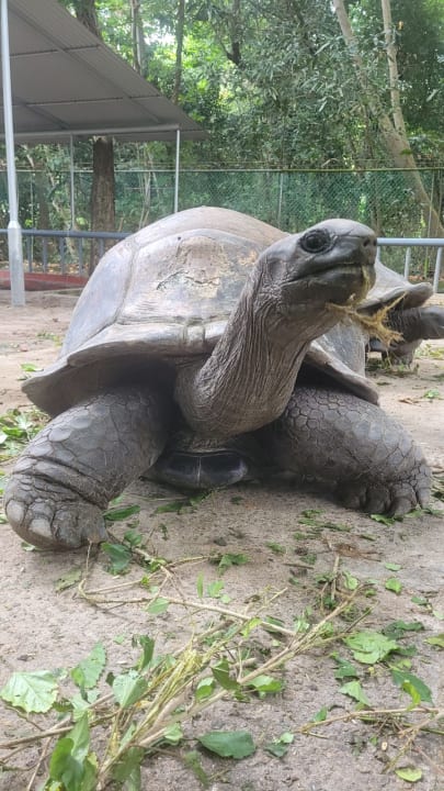 Gartenanlage Berjaya Beau Vallon Bay Resort & Casino