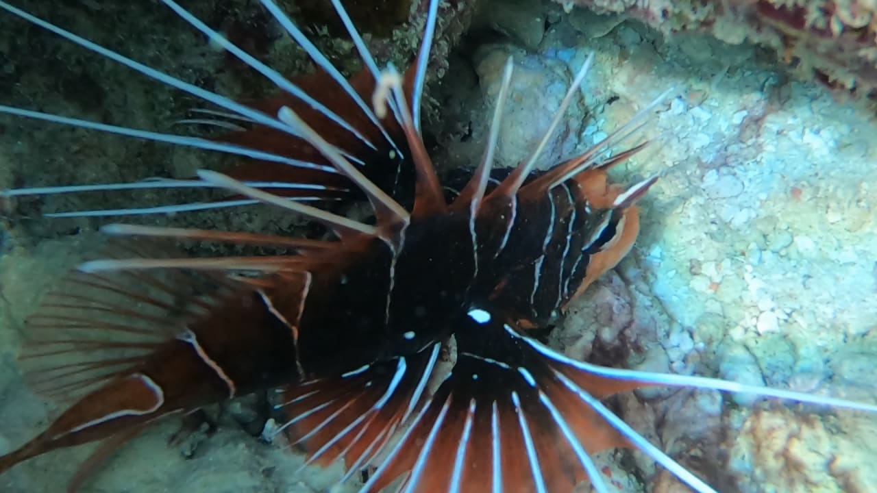 Sport & Freizeit NH Collection Maldives Reethi Resort