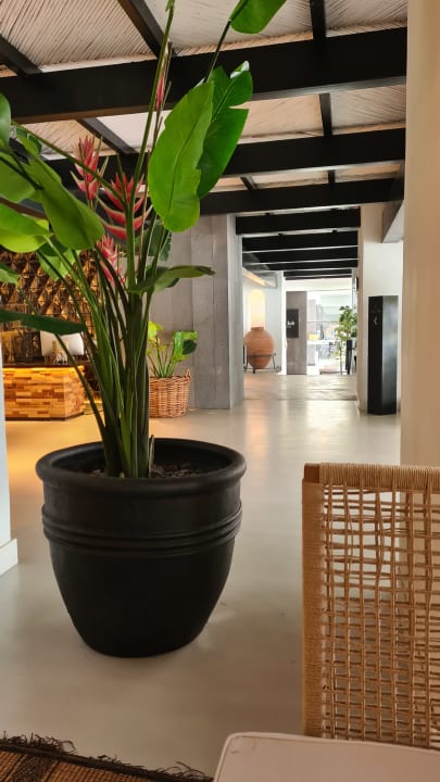 Zimmer Dreams Jardín Tropical