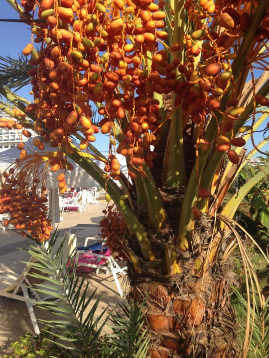 Garten Seaden Sea Planet Resort & Spa