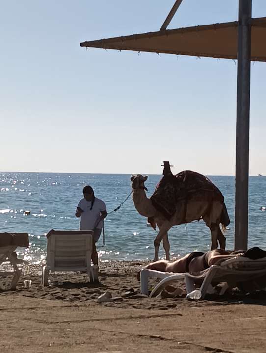 Strand Calimera Serra Palace