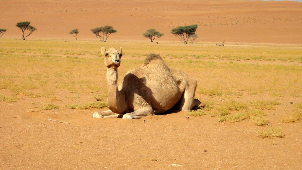 Camel Desert Retreat Camp