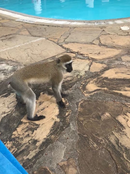 Pool Hotel Southern Palms Beach Resort