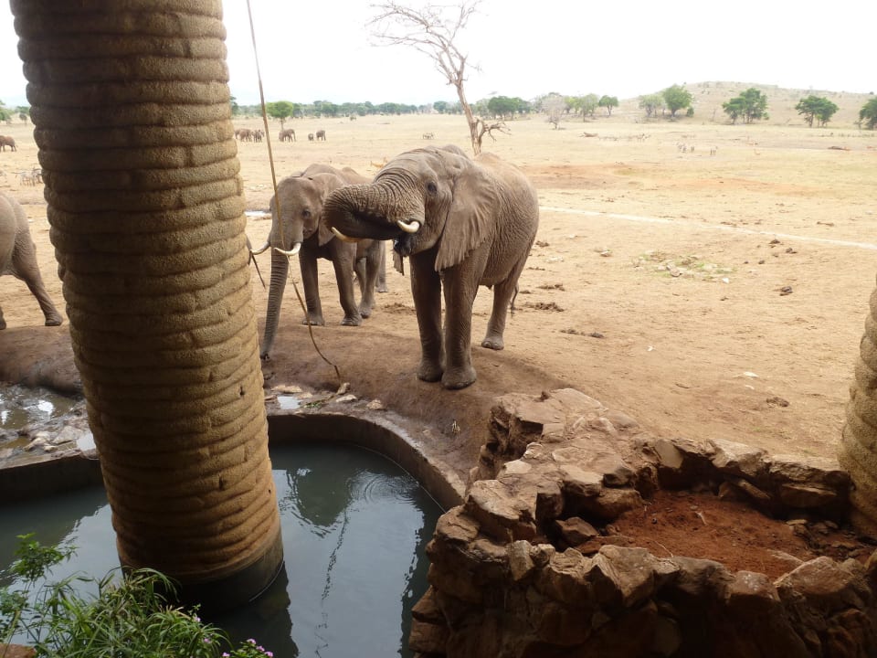 Elefanten vor der Lodge Salt Lick Safari Lodge