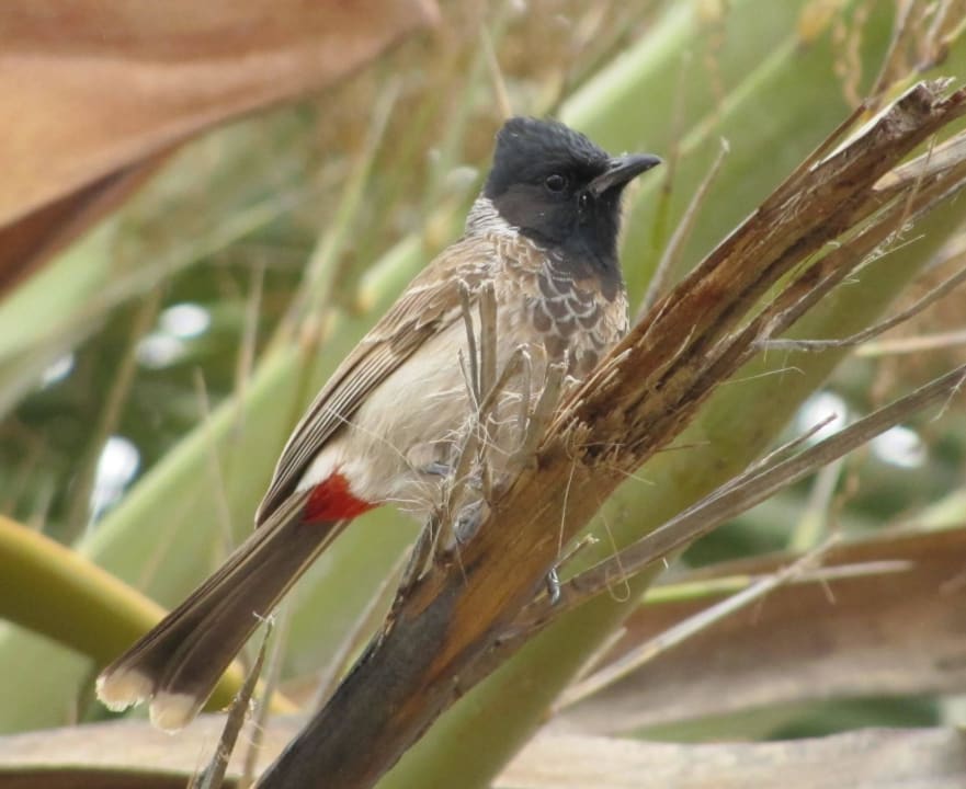 Unbekanter Vogel am Hotel in La Pared Bakour Fuerteventura La Pared