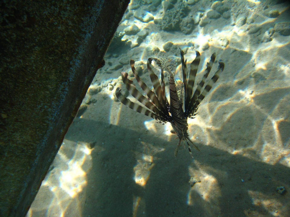 Rotfeuerfisch  Happy Life Village