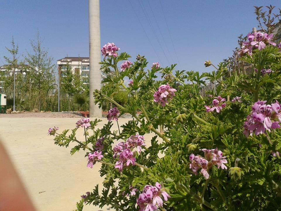 Blumen im Garten Cenger Beach Resort & Spa