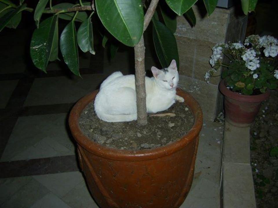 Кошки Hotel Club Verano
