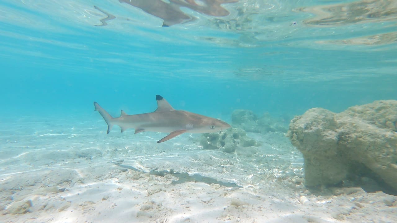 Sport & Freizeit Meeru Maldives Resort Island