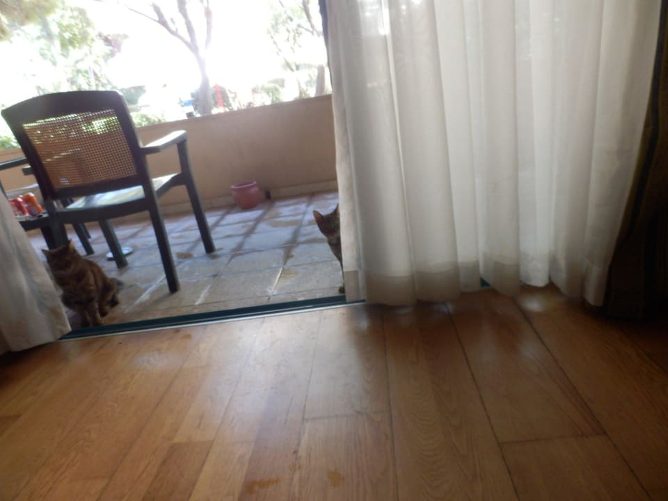 Ja wir kommen nicht rein, warten nur auf Leckerli Sirene Belek Hotel