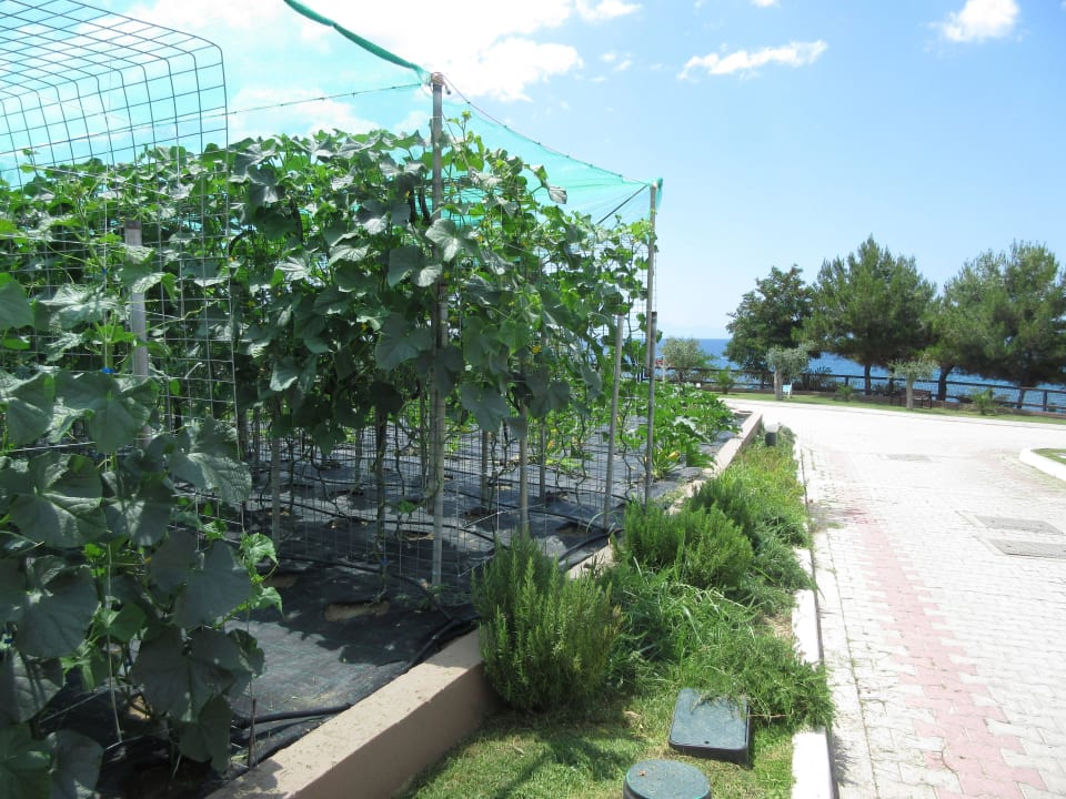 Gepflegter Garten Alexandra Beach Thassos Spa Resort