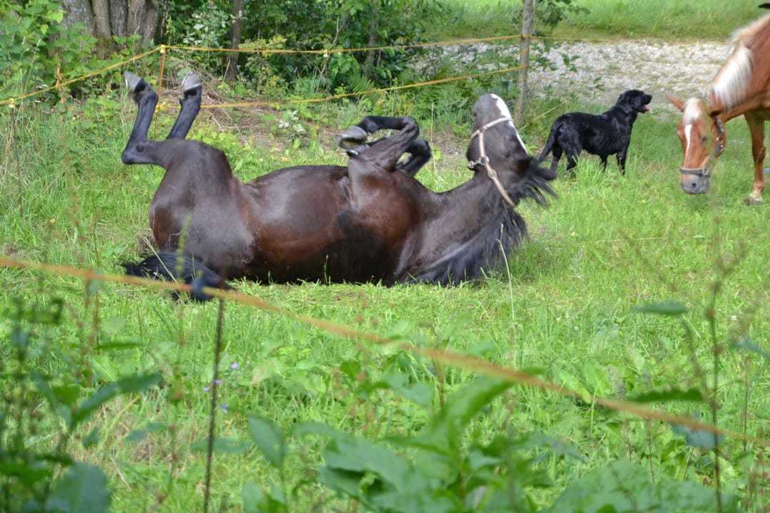 Koppel und Co. Pension Kapellenhof