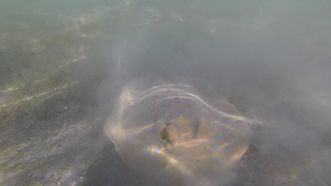 Blaupunktrochen 20m vor dem Spa Beach Makadi Spa - Adults only