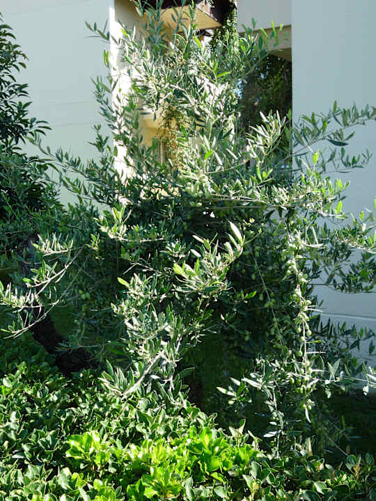 Olivenbaum, noch ganz klein Club Melas Privé