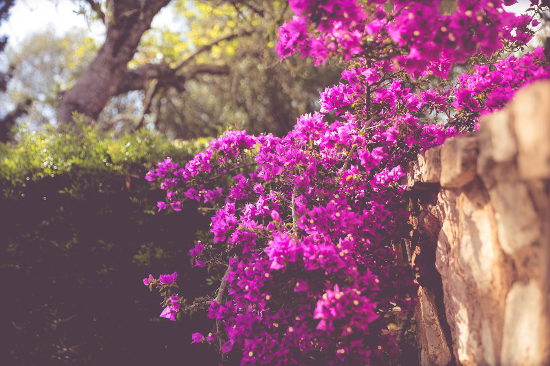 Gartenanlage Finca Son Mola Vell