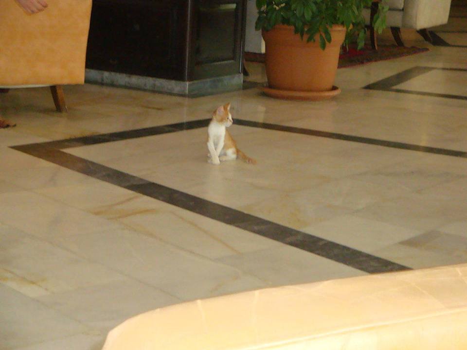Hotellobby Blue Star Hotel