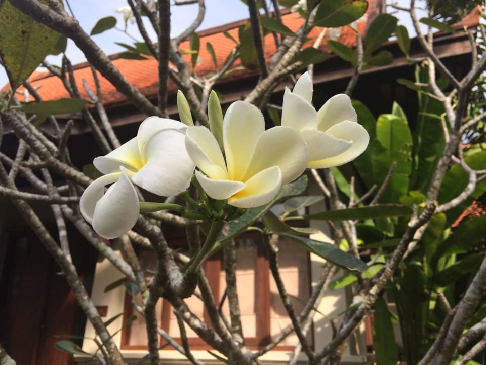 Gartenanlage Khao Lak Bhandari Resort & Spa