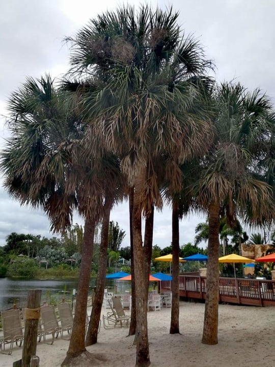 Gartenanlage Disney's Caribbean Beach Resort