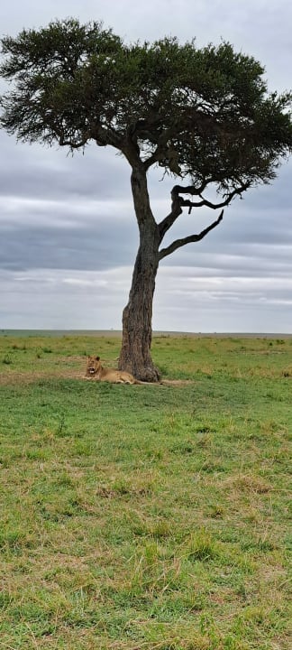 Sport & Freizeit Hotel Masai Mara Sopa Lodge