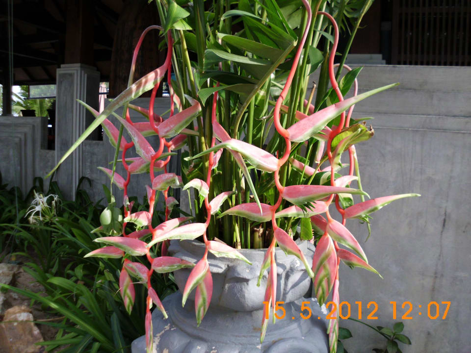 Tropische Pflanzen in der Hotelanlage The Fair House Beach Resort