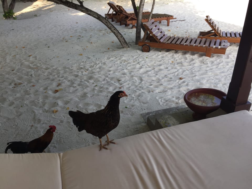 Besucher Adaaran Select Meedhupparu Island Resort - Premium All Inclusive