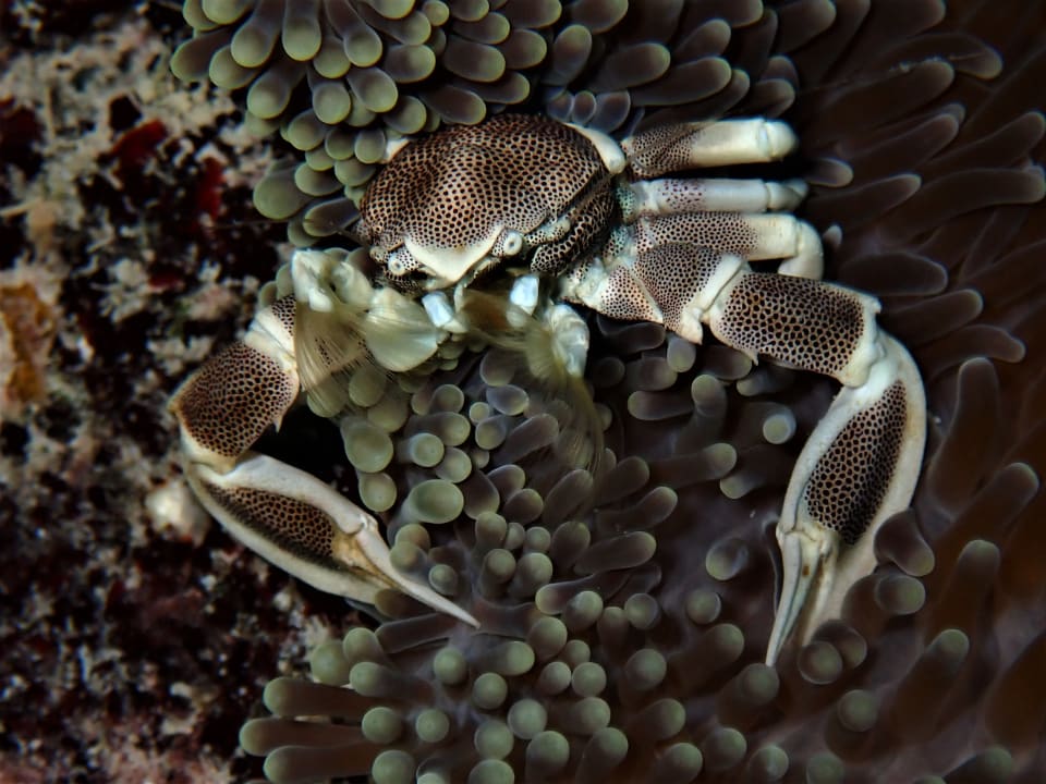 Sport & Freizeit NH Collection Maldives Reethi Resort