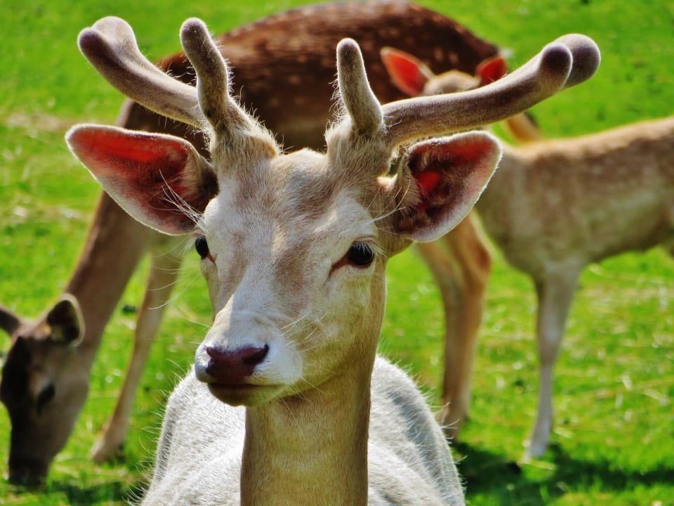 Flocke - Impressionen aus dem Wildgehege Naturhotel Forsthofgut