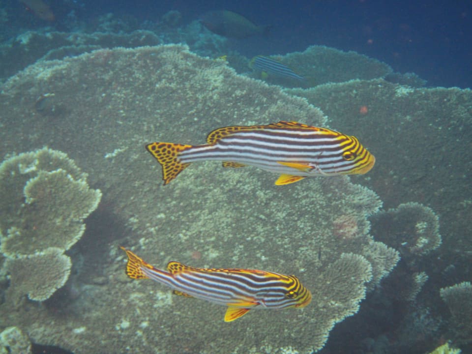 Schnorcheln Kuramathi Maldives