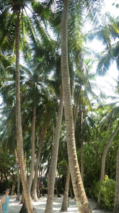 Inmitten der Insel Summer Island Maldives