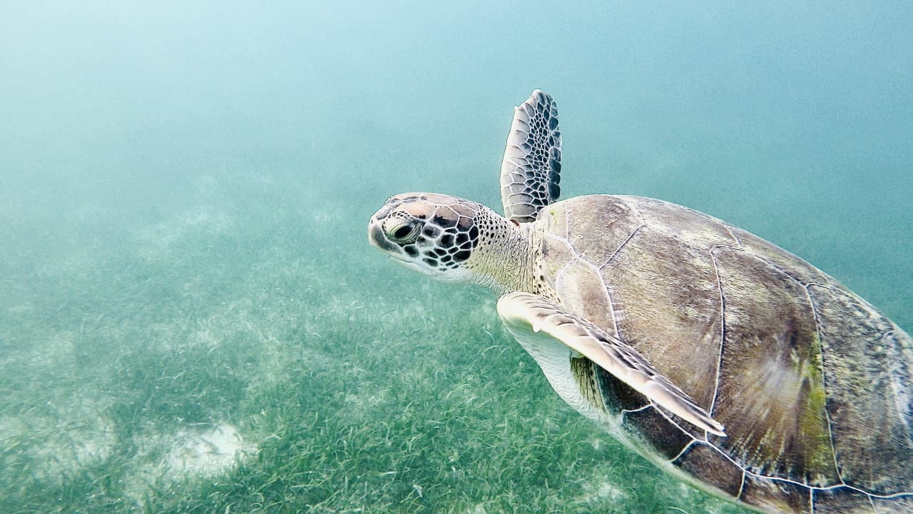 Sport & Freizeit Akumal Bay Beach & Wellness Resort