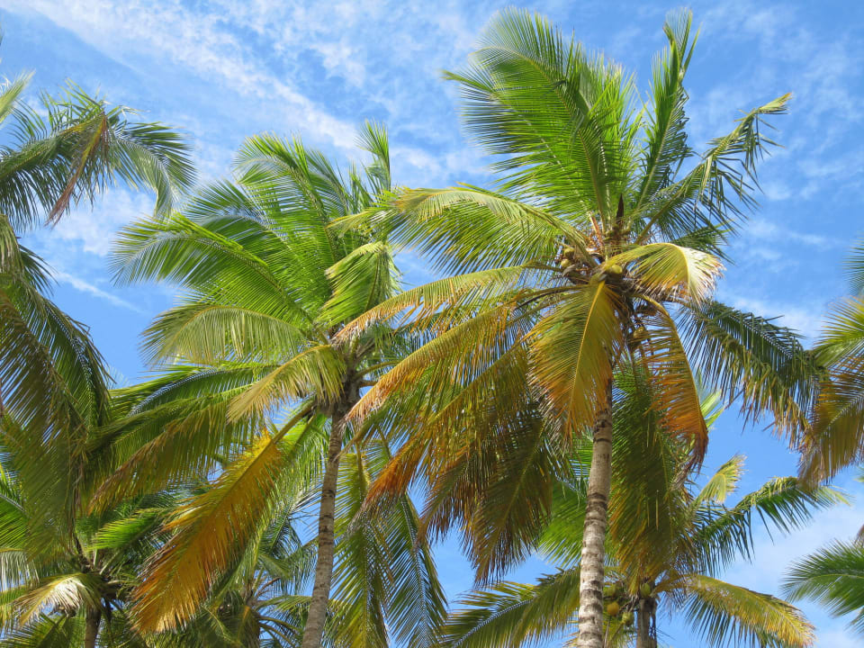 Palmen Grand Sirenis Punta Cana Resort & Aquagames