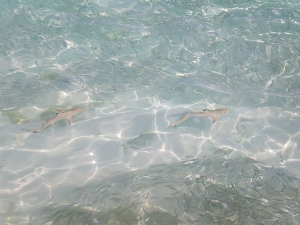 Kleine Haie auf Nahrungssuche Filitheyo Island Resort