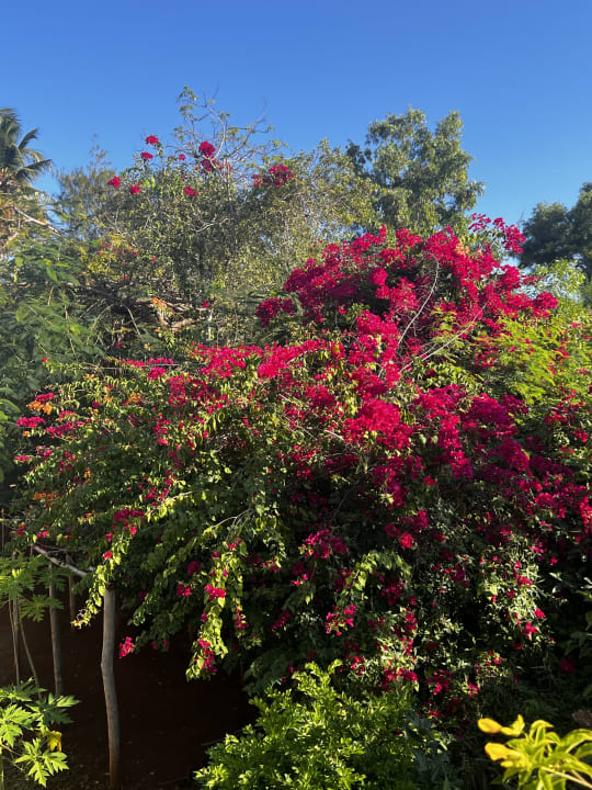 Gartenanlage TUI Blue Bahari Zanzibar