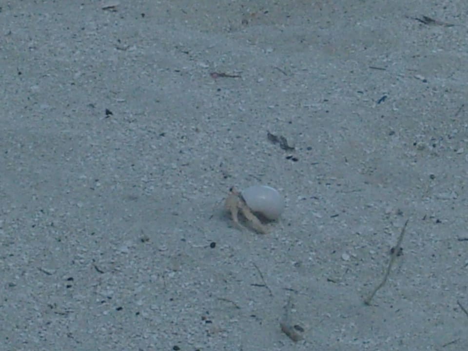 Kleine krebse kreuzen den Strandweg Summer Island Maldives