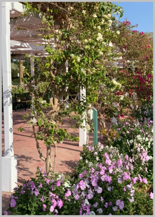 Gartenanlage Desert Rose
