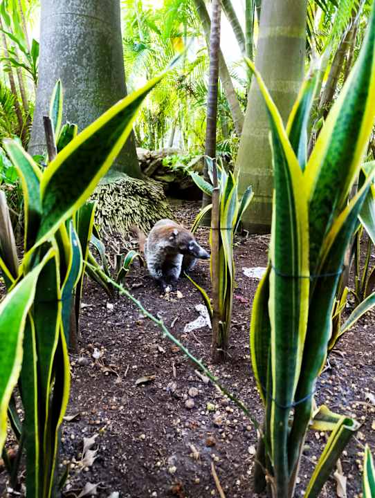 Gartenanlage Viva Azteca by Wyndham - All Inclusive Resort